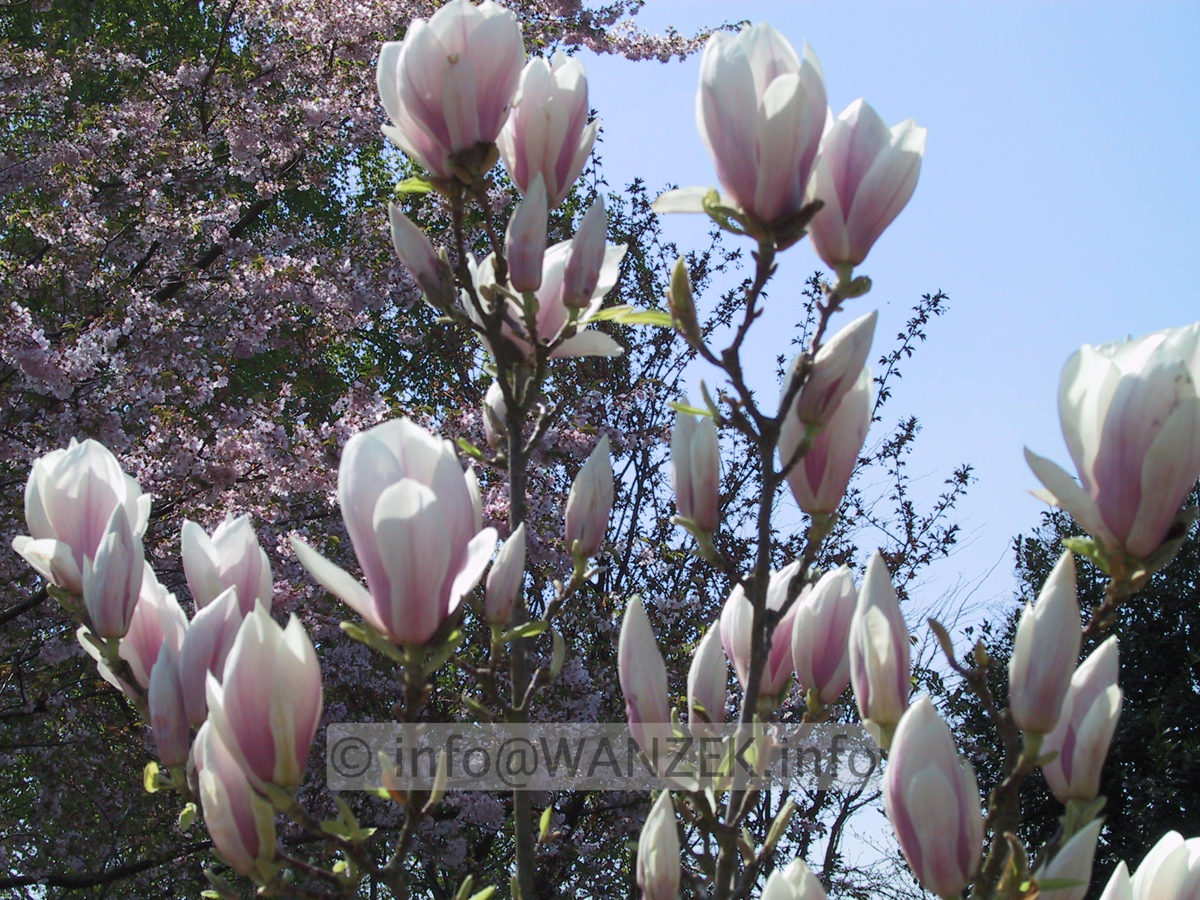 Magnolia soulangeana 05.JPG